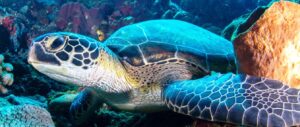 Aktivitas Menarik Berikut Ini di Taman Laut Bunaken, Dijamin Betah